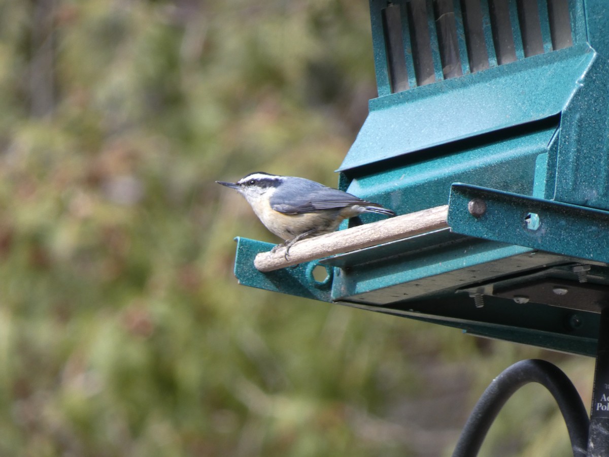 Red-breasted Nuthatch - ML435975681