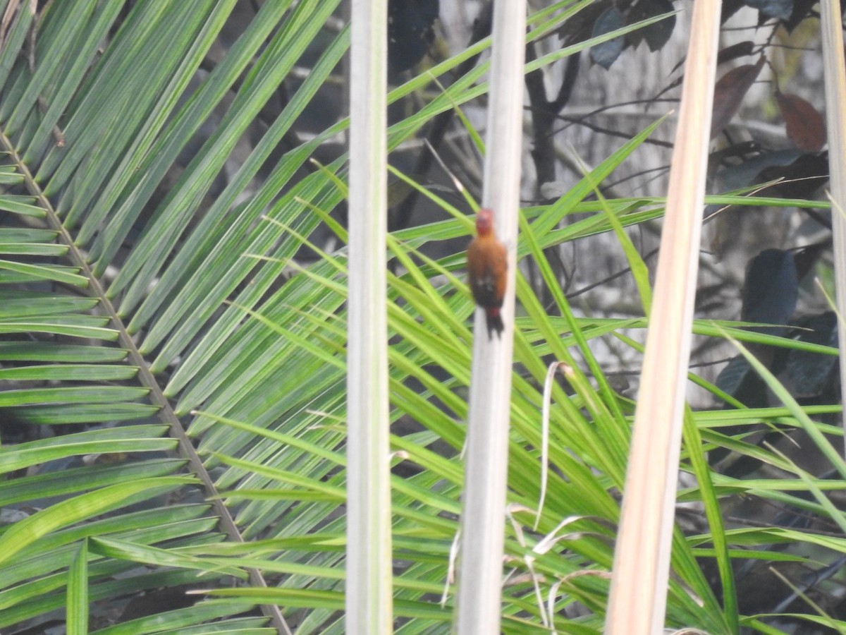 Red-rumped Woodpecker - ML435978271