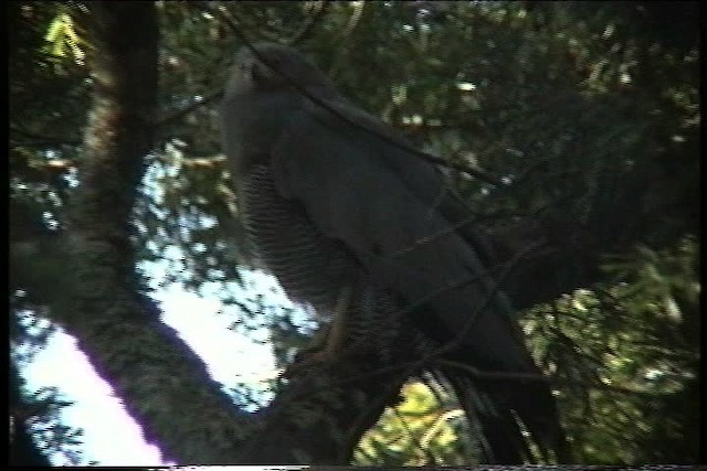 Aguilucho Caricalvo Común - ML435979