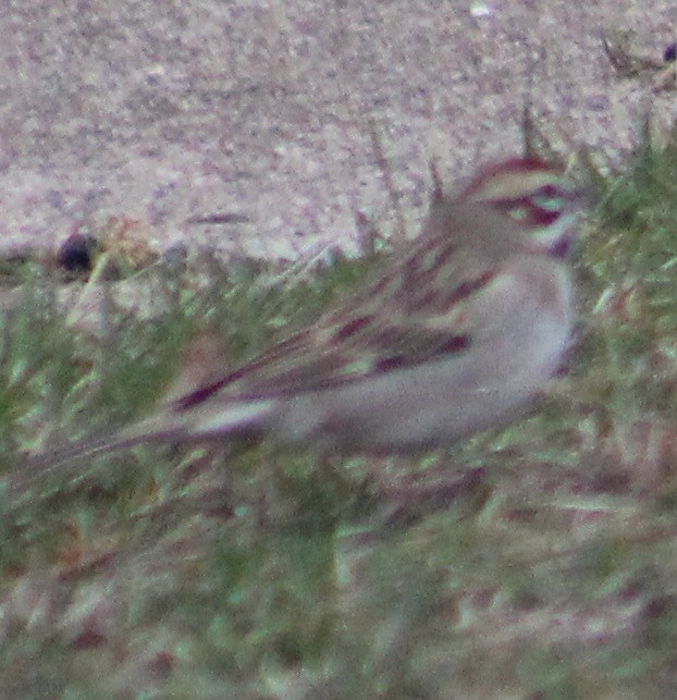 Lark Sparrow - ML435979571