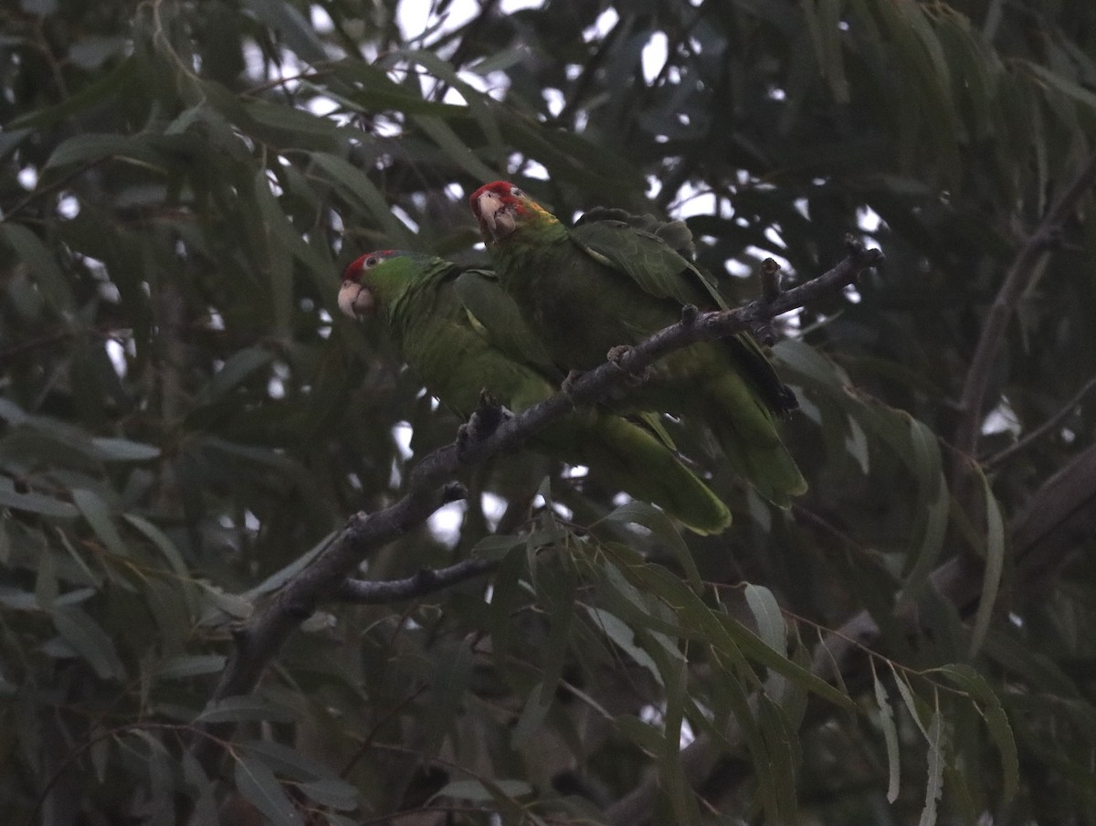 Red-crowned x Red-lored Parrot (hybrid) - ML435980741