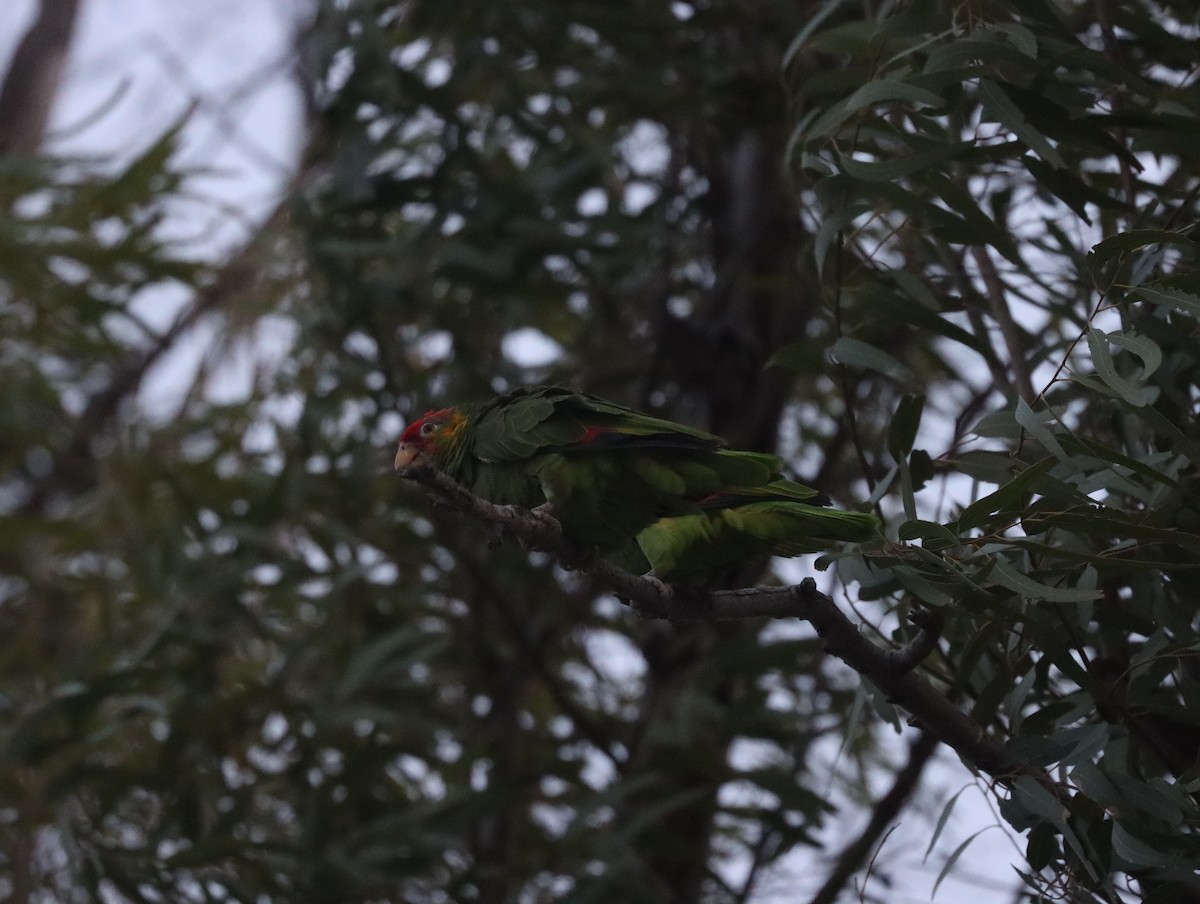 Red-crowned x Red-lored Parrot (hybrid) - ML435980751
