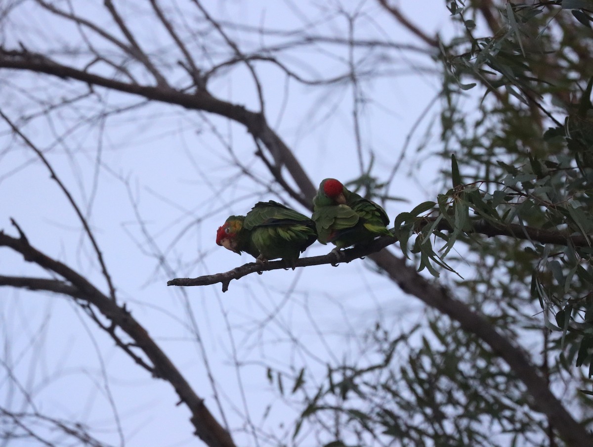 Red-crowned x Red-lored Parrot (hybrid) - ML435980761