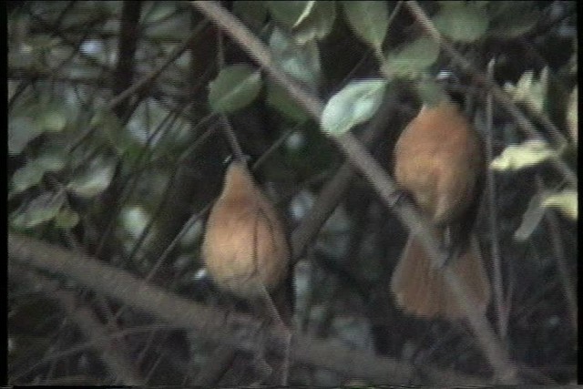 White-browed Robin-Chat - ML435981