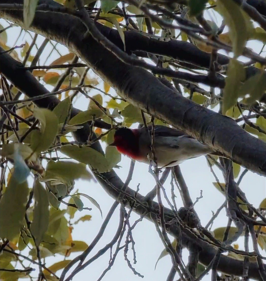 Red-faced Warbler - ML435981461