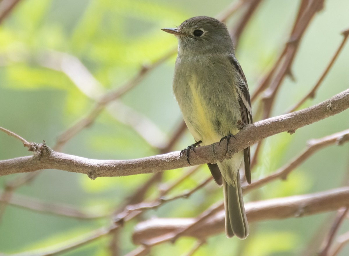 Hammond's Flycatcher - ML435982091