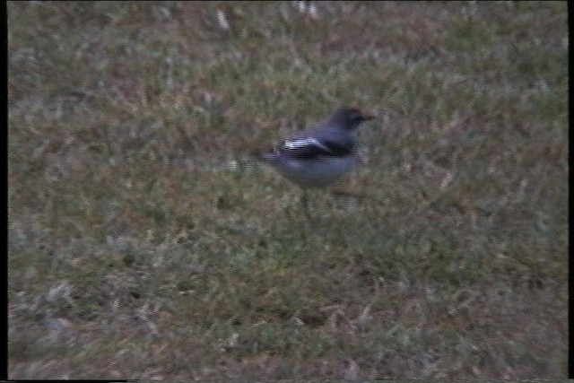 Mountain Wagtail - ML435983
