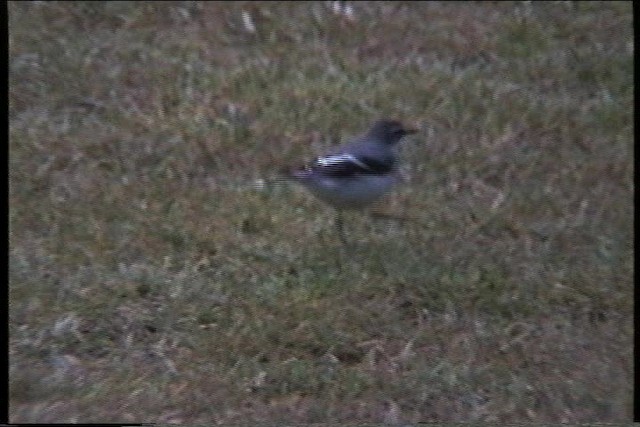 Mountain Wagtail - ML435983