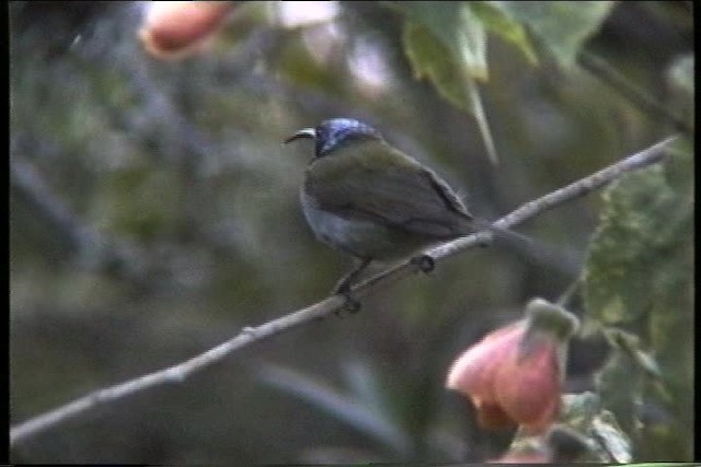 Grünkopf-Nektarvogel - ML435985