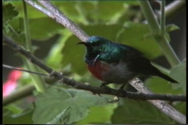 Northern Double-collared Sunbird - ML435986