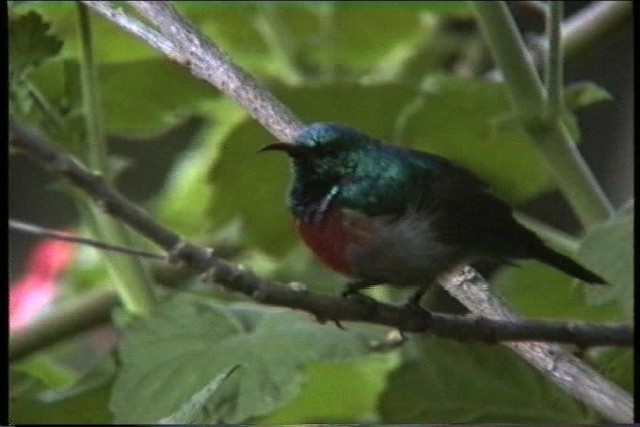 Northern Double-collared Sunbird - ML435986