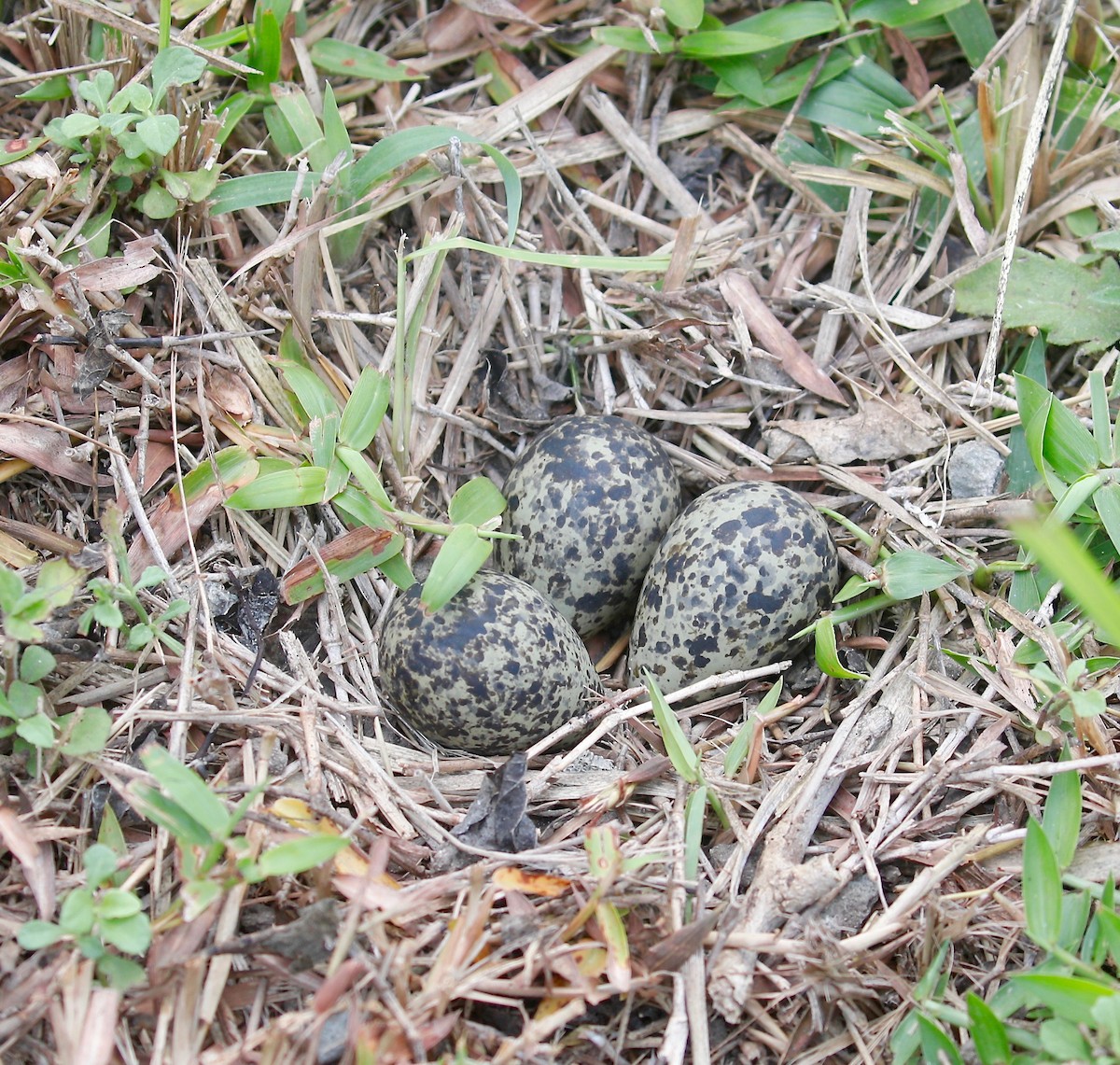 Red-wattled Lapwing - ML435986031