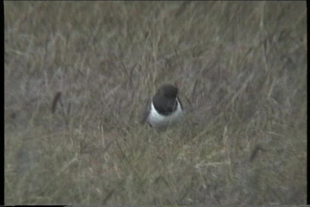 Vanneau à ailes noires - ML435987