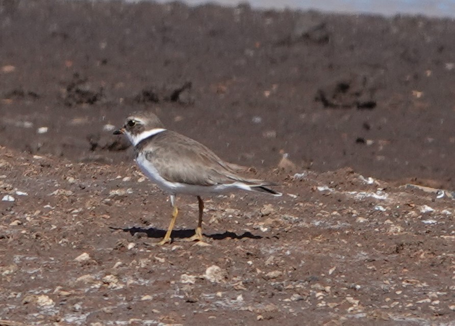 Semipalmated Plover - ML435989231
