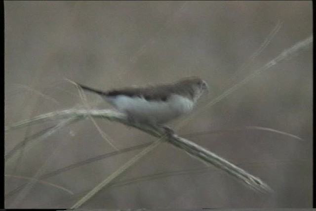 African Silverbill - ML435990