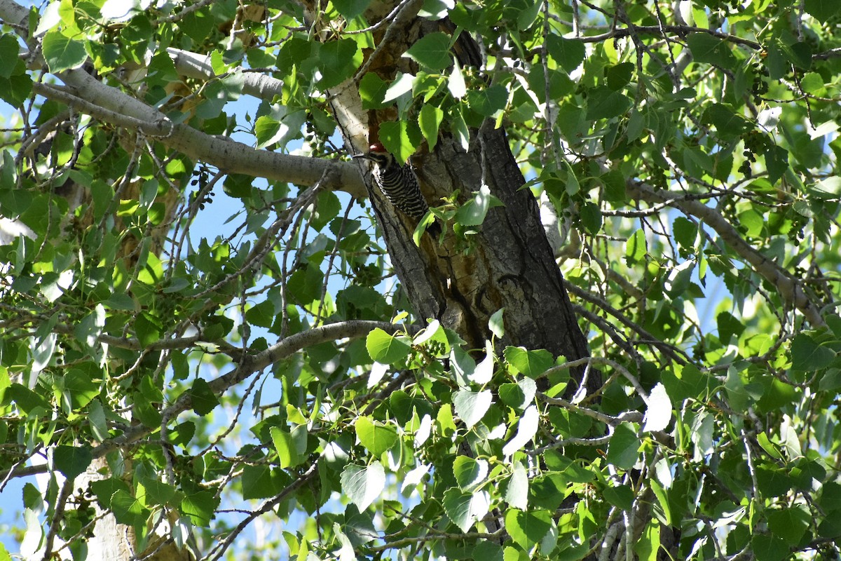 Ladder-backed Woodpecker - ML435991881