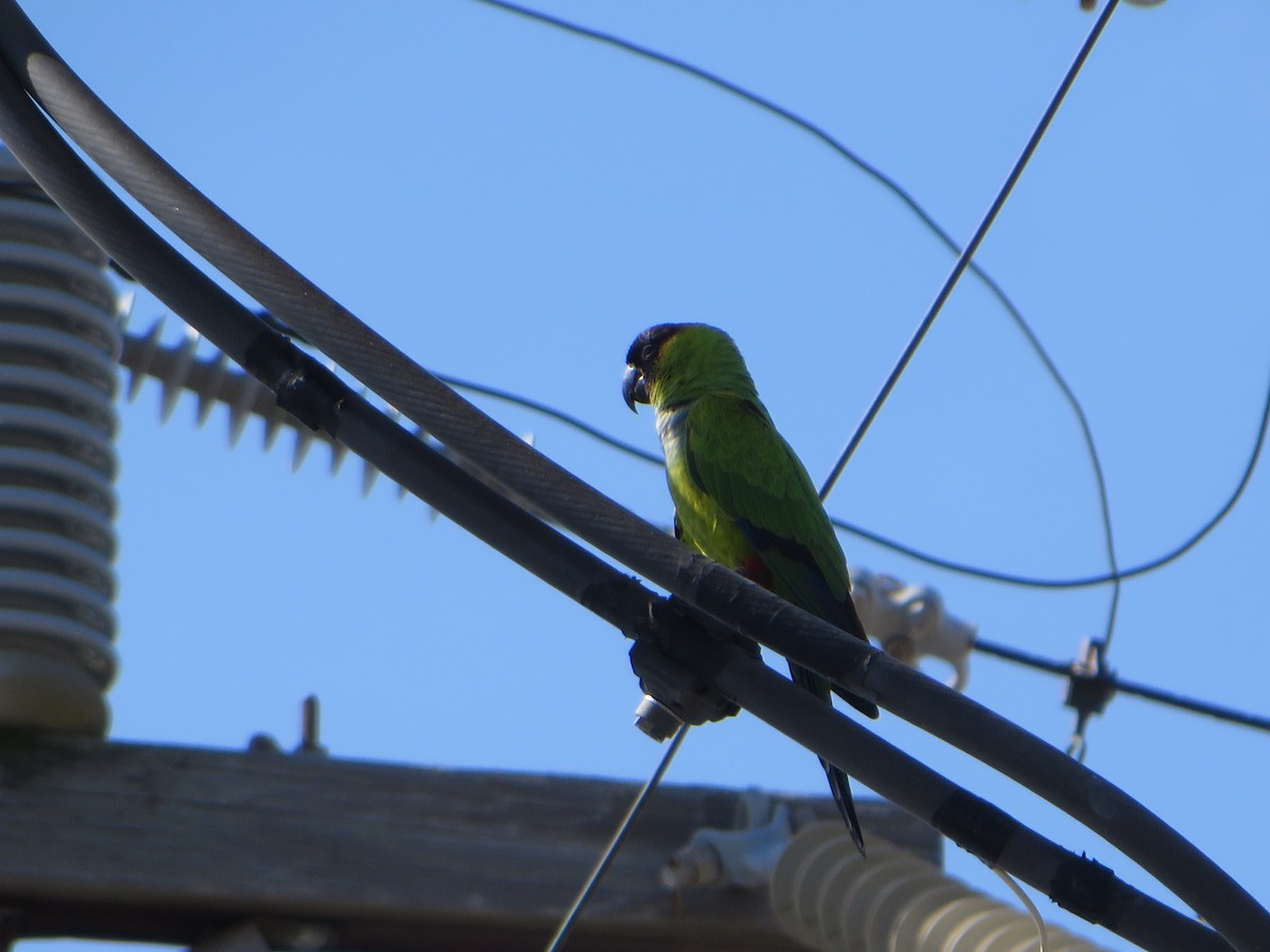 Nanday Parakeet - ML435994661