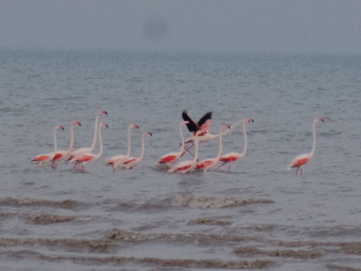Greater Flamingo - ML435994901