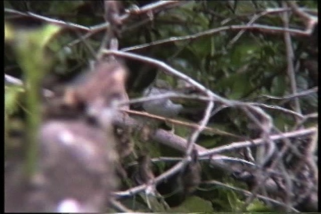 Camaróptera Baladora - ML435995