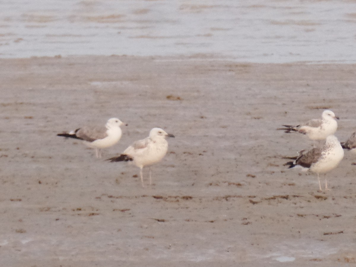 Gaviota Sombría (barabensis) - ML435995651