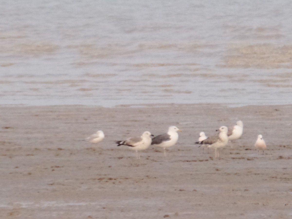 Lesser Black-backed Gull (Steppe) - ahmad mohammadi ravesh