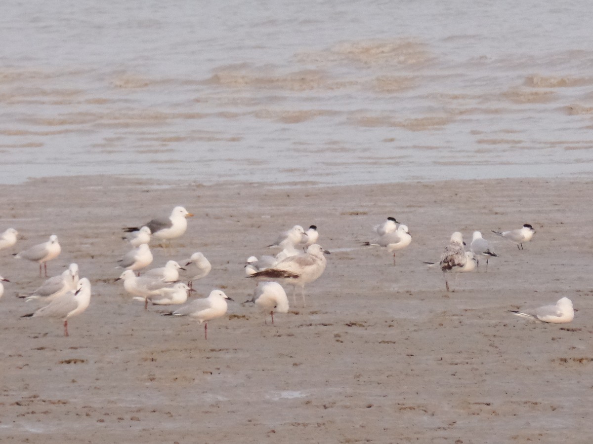 Gaviota Sombría (barabensis) - ML435995701