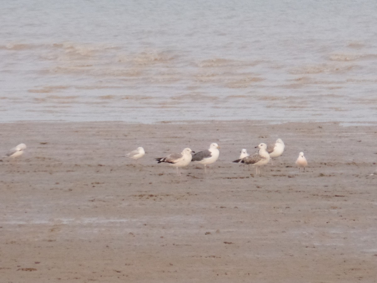 Gaviota Sombría (barabensis) - ML435995741