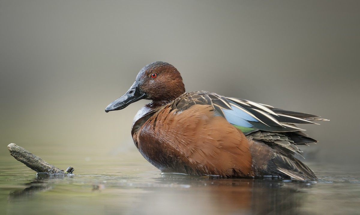 Cinnamon Teal - ML435996071