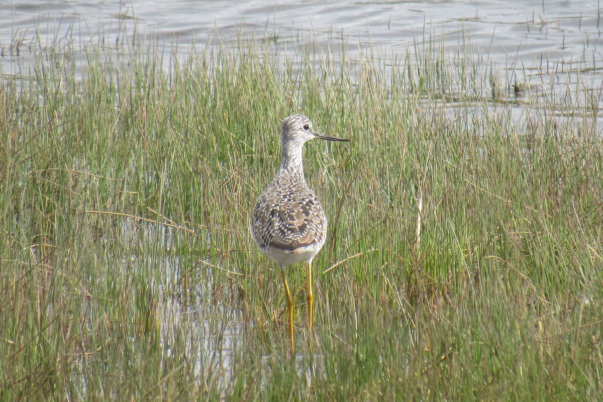 Greater Yellowlegs - ML435997921