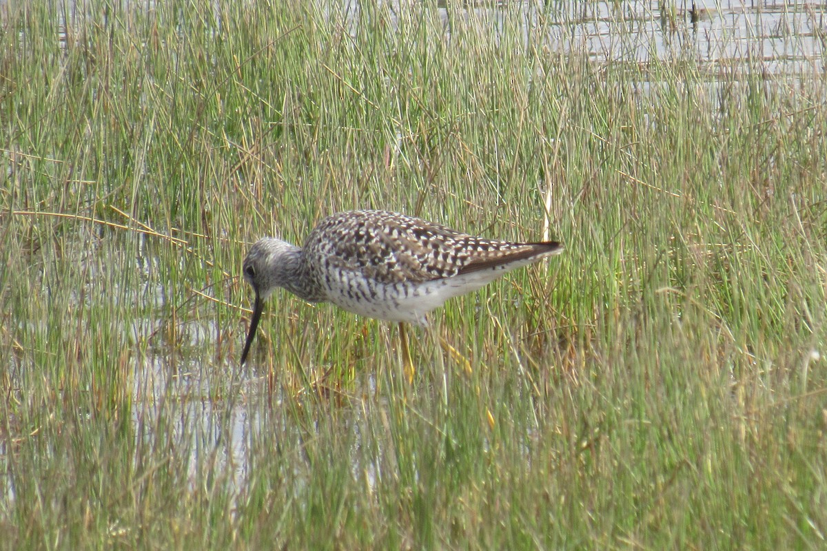 Greater Yellowlegs - ML435997951