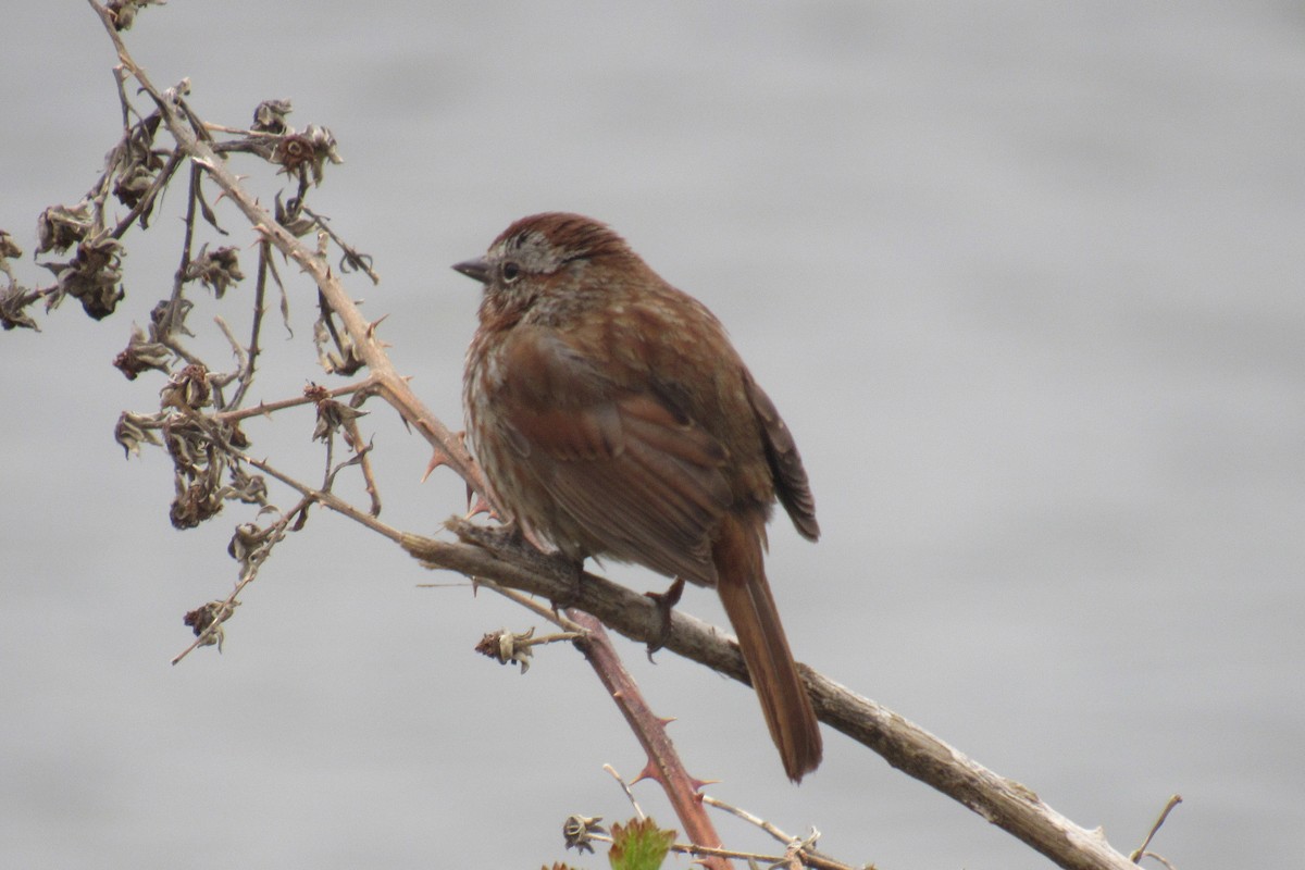 Song Sparrow - ML435998021