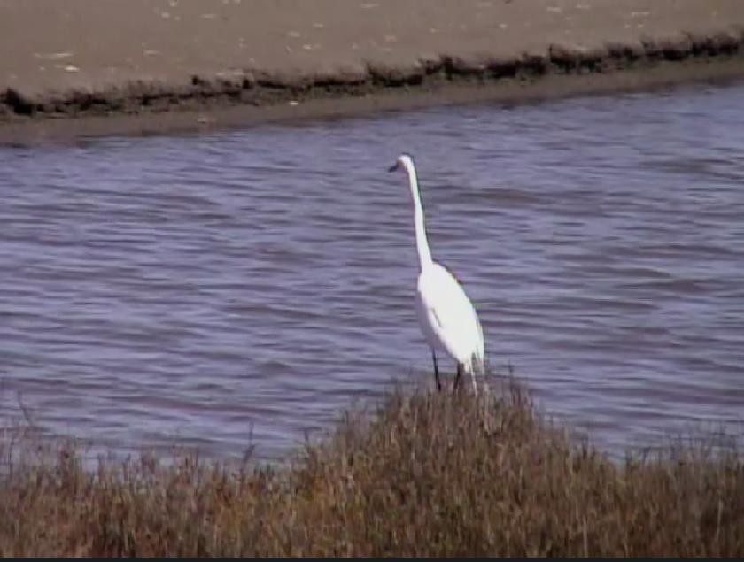 Great Egret - ML435998531