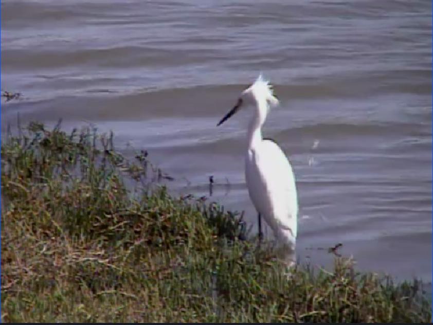 Snowy Egret - Bruce Schine