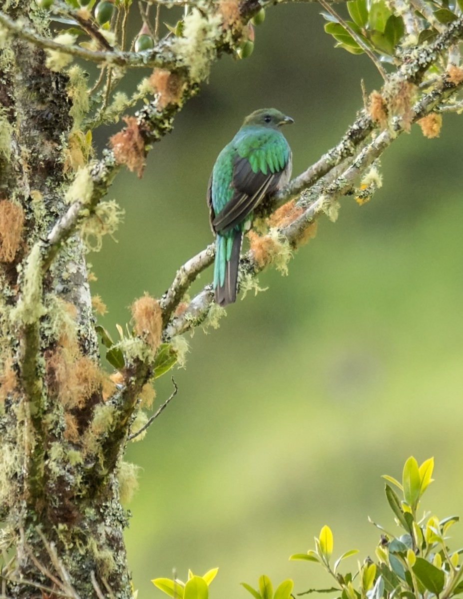 Quetzal Guatemalteco - ML43599941