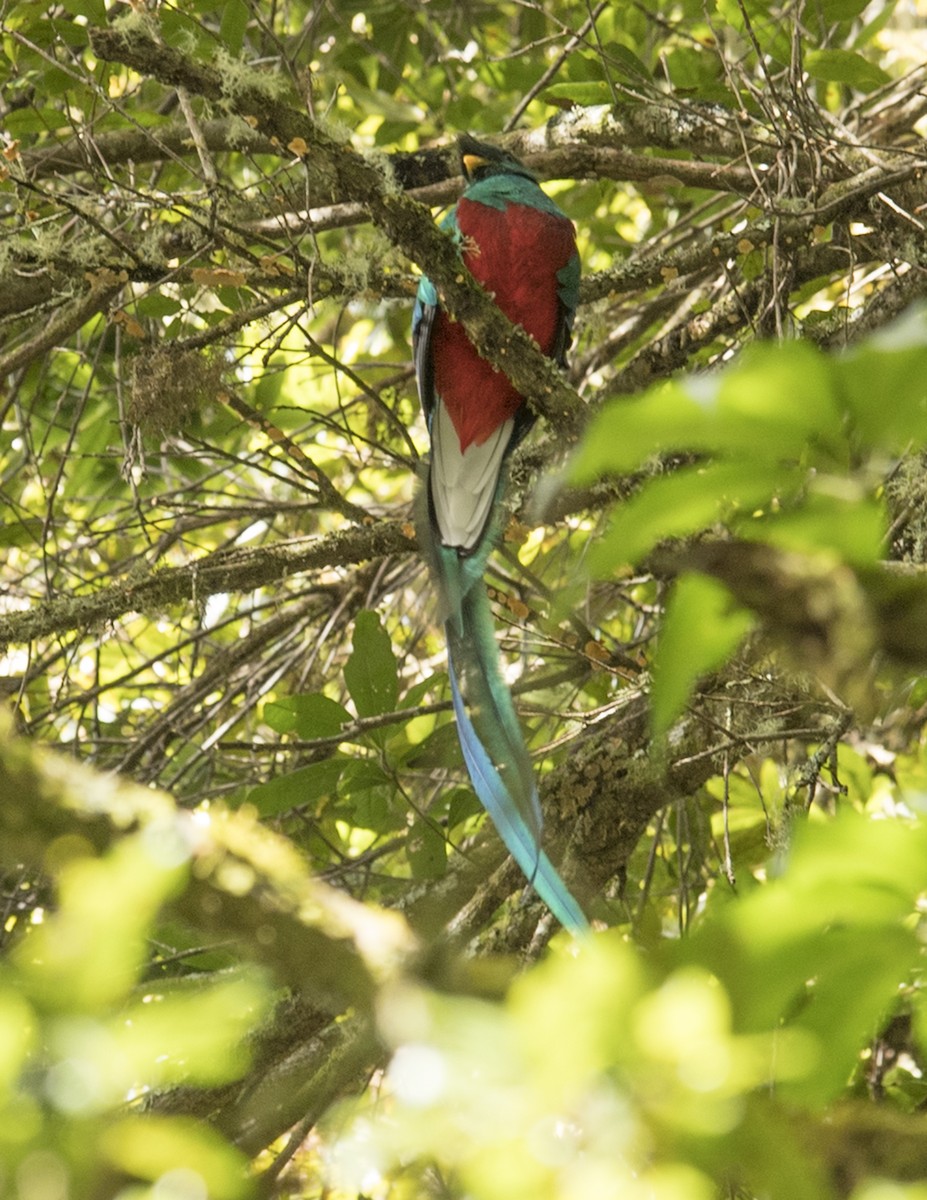 Quetzal Guatemalteco - ML43600031