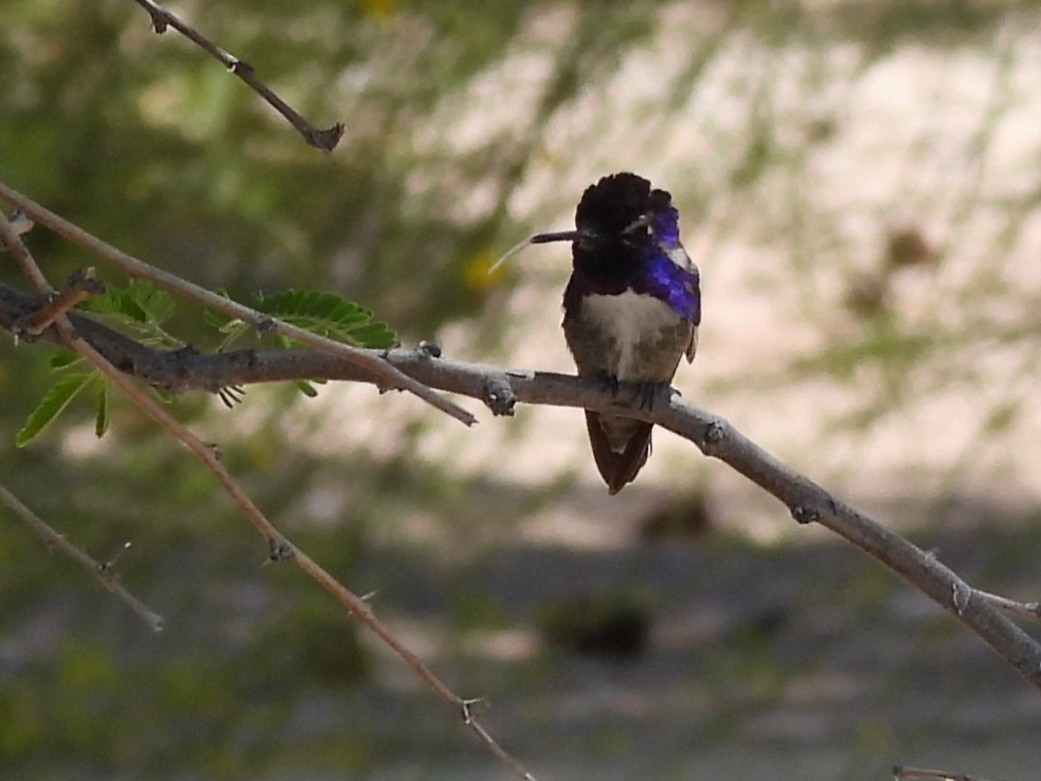 Costa's Hummingbird - Ann Emlin