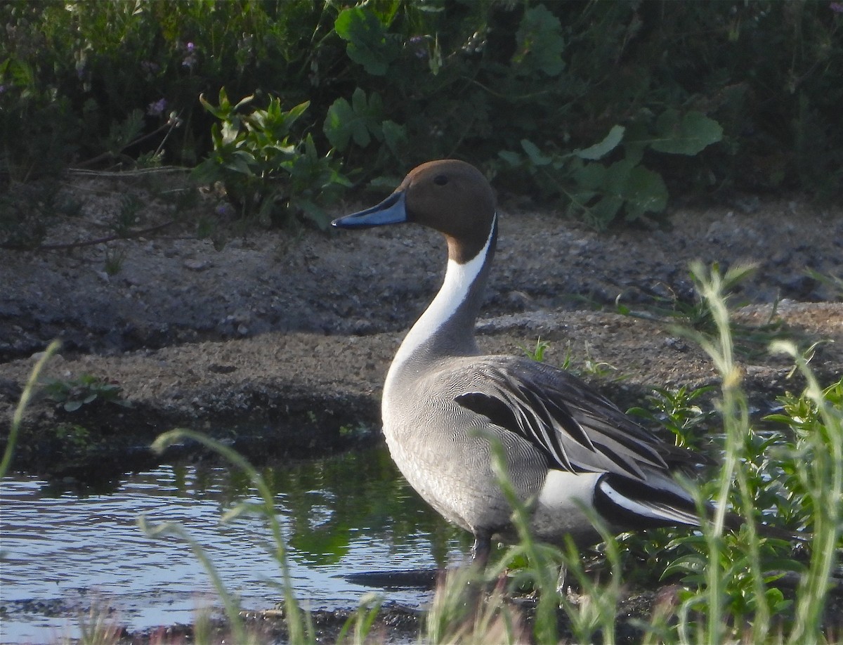 Northern Pintail - ML436001631