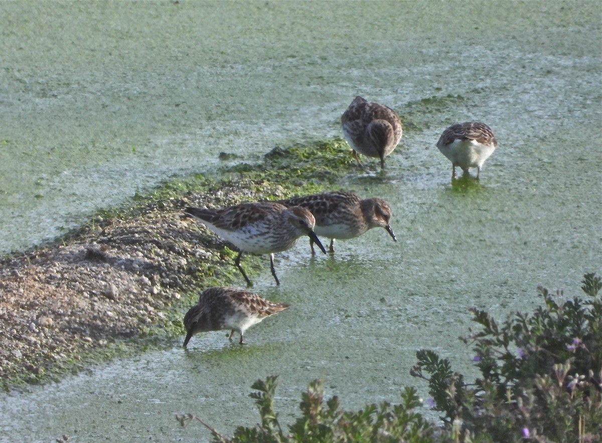 Bergstrandläufer - ML436001681