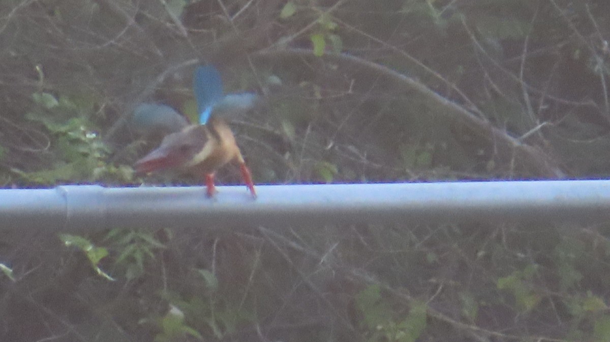 Stork-billed Kingfisher - ML436001731