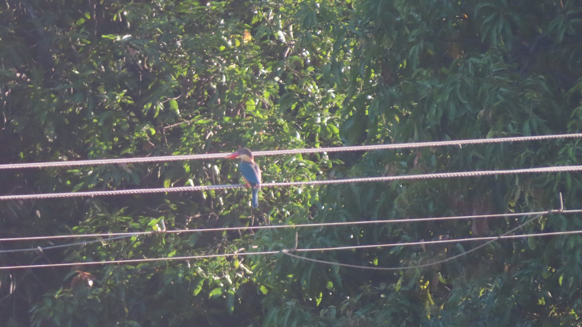 Stork-billed Kingfisher - ML436001751