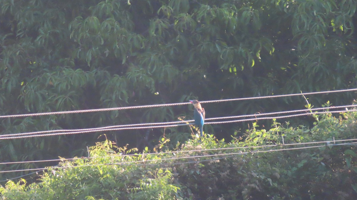 Stork-billed Kingfisher - Arvindh T