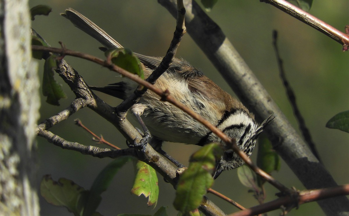 Crested Tit - ML436001981