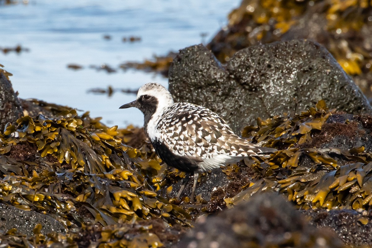 Black-bellied Plover - Denise Turley