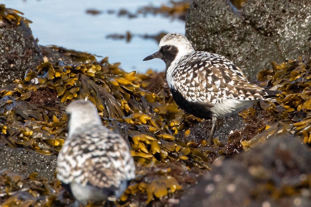 Black-bellied Plover - Denise Turley