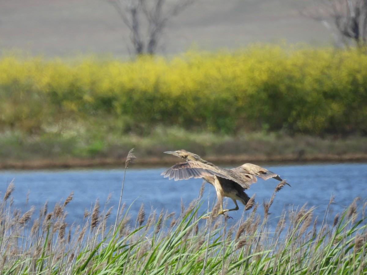 American Bittern - ML436002381