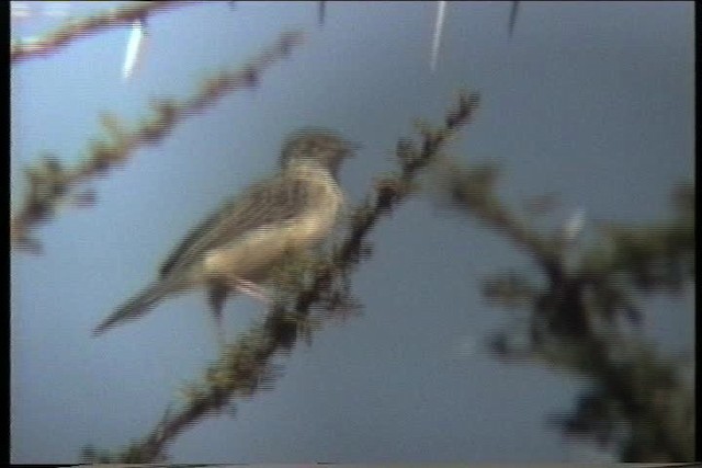 Ashy Cisticola - ML436004