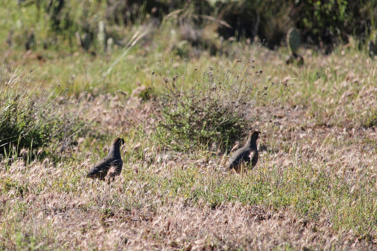 California Quail - ML436006371