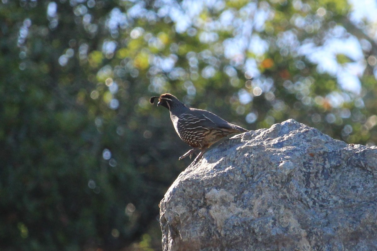 California Quail - ML436006381