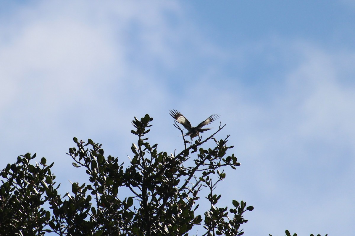 Northern Mockingbird - ML436006891