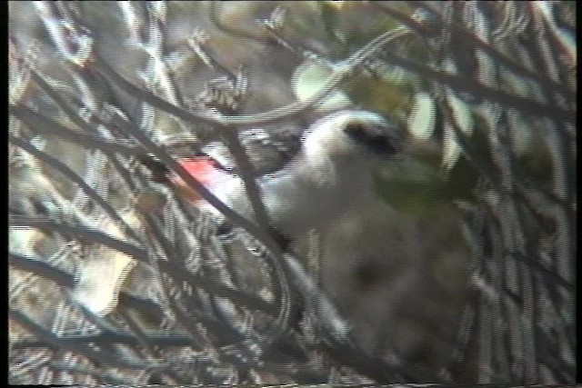 White-headed Buffalo-Weaver - ML436007